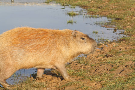 capybaraの写真素材