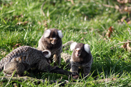 marmoset
