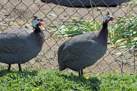 grouse birdの写真素材