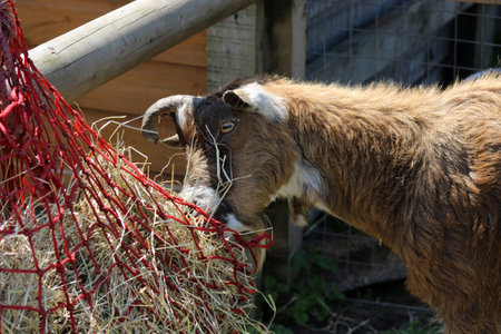 brown goat eatingの写真素材