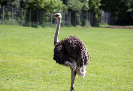 ostrich birdの写真素材