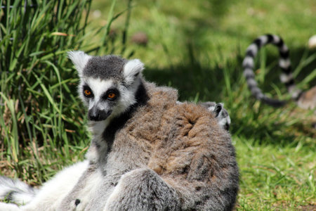 ring tailed lemur