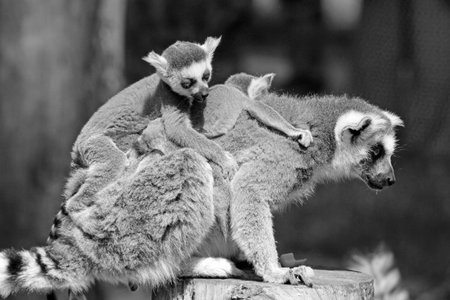ring tailed lemur familyの写真素材