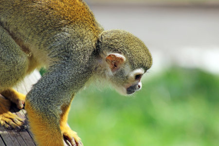 squirrel monkey の写真素材