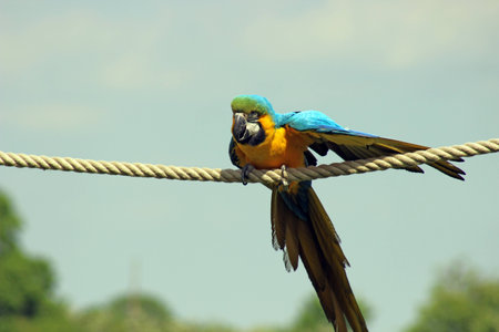 parrotの写真素材