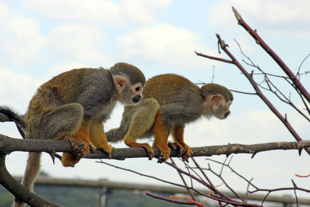 squirrel monkeyの写真素材