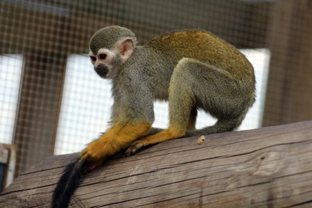 squirrel monkeyの写真素材