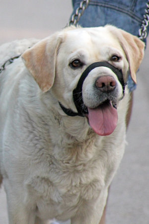 old dog