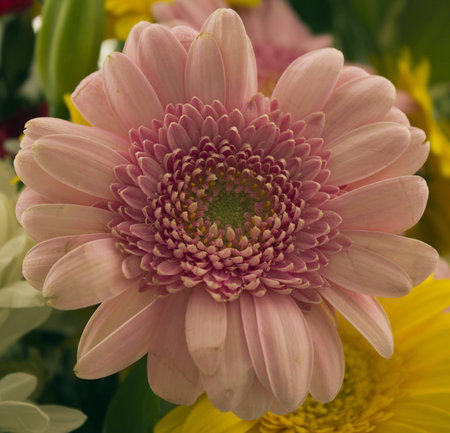 pretty bunch of flowers の写真素材