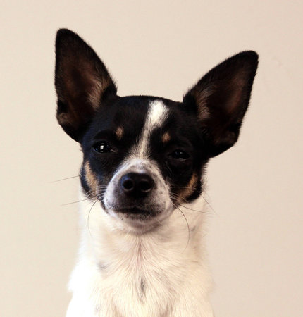 chihuahua の写真素材