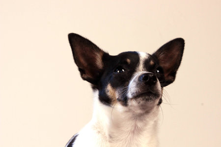 chihuahua in a studio の写真素材
