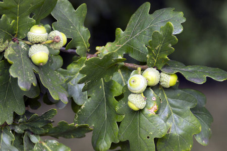 acorns 
