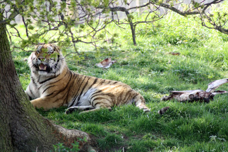 tigerの写真素材