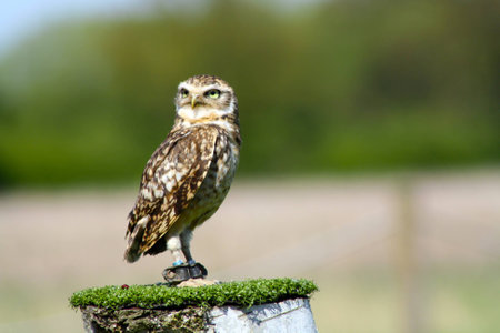 owlの写真素材