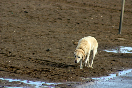 labrador dog on beach 