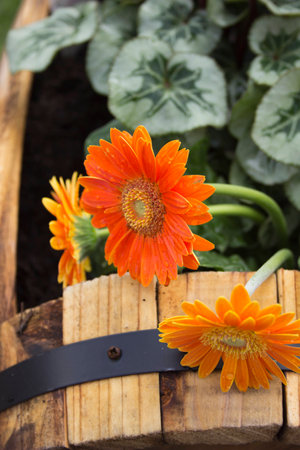 orange gerbera flowersの写真素材
