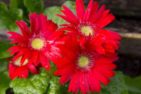 red gerbera flowersの写真素材