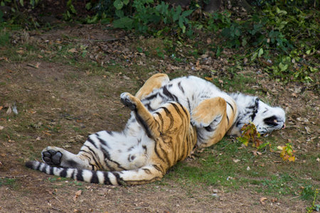 rolling tiger