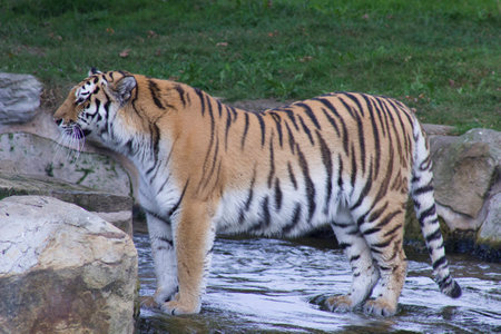 tigerの写真素材