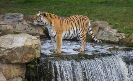 tigerの写真素材