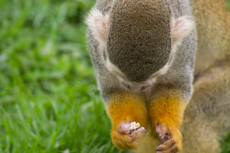 squirrel monkey