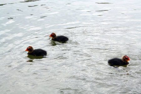 ducklingsの写真素材