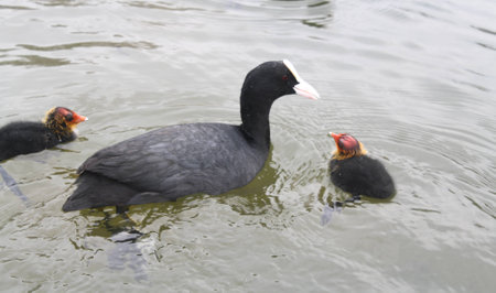 ducksの写真素材