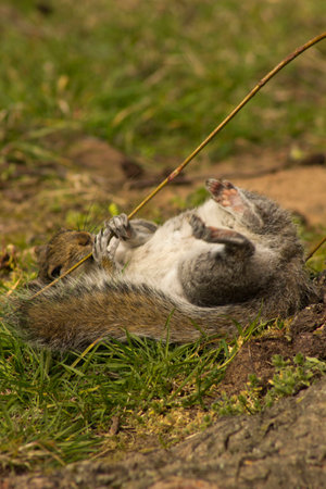 playful squirrelの写真素材