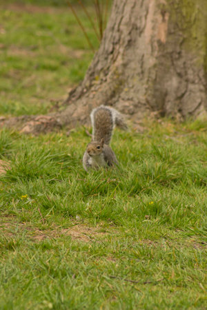 grey squirrelの写真素材