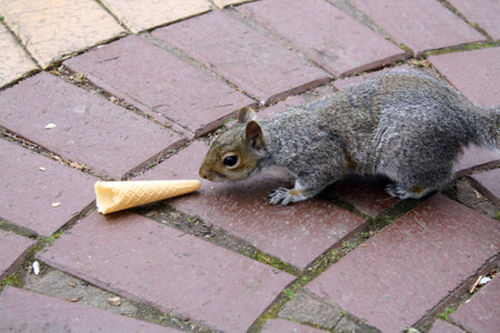 squirrel eating an ice cream coneの写真素材