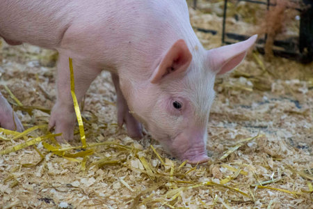 pigletの写真素材