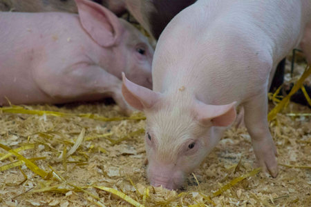 baby pigの写真素材