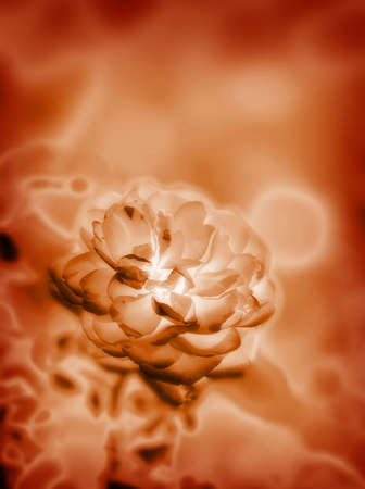 Computer designed abstract background - dreamy roseの写真素材