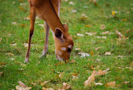 A fawn eating grass on a meadowの写真素材