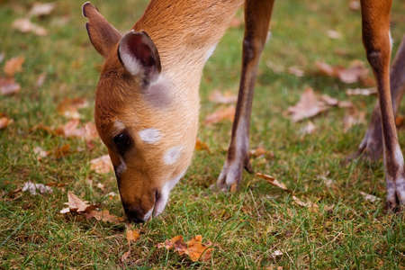 Cute fawn eating grass on a meadowの写真素材