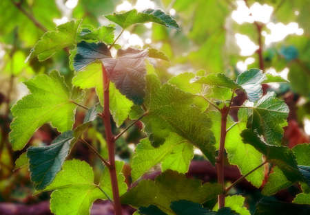 Grape leaves in the summer , close up photo