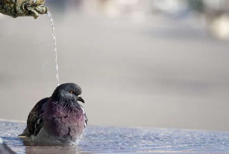 Pigeon enjoying his bath in the town square fountainの写真素材