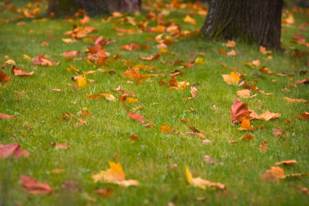 Colorful autumn leaves on a meadowの写真素材