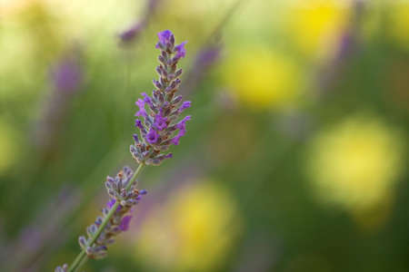 Lavender flowers background , shallow DOF photoの写真素材