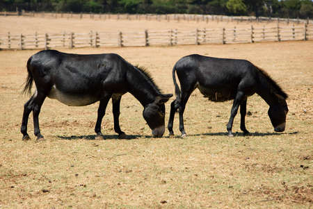Two donkeys on a farm on a warm summer dayの写真素材