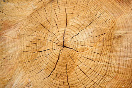 Wood rings