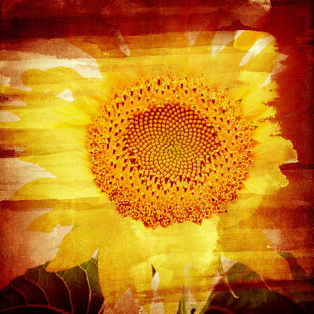 Computer designed highly detailed grunge textured collage - Sunflowerの写真素材