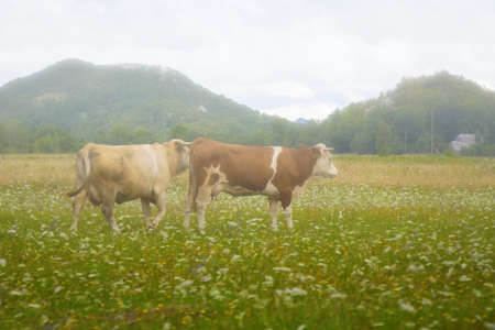 Cows on the meadow on a foggy day