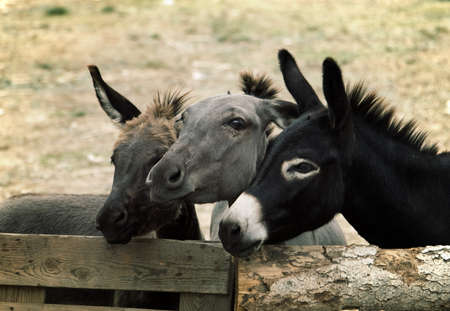 Few cute donkeys on a farmの写真素材