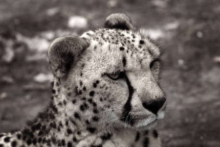 Portrait of cheetah in sepia tone