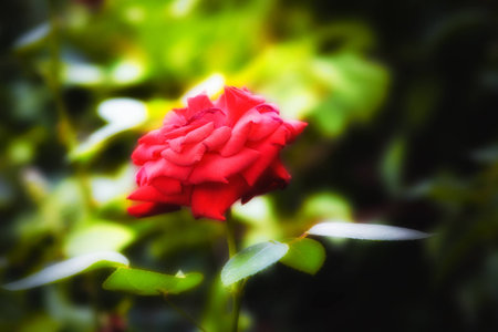 Nature background - Beautiful red rose in the gardenの写真素材