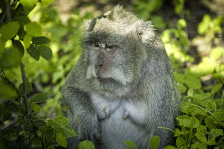Portrait of a monkey on the tree
