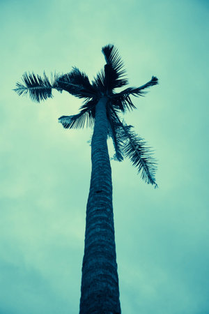 Palm tree ,retro style toned photo with space for your textの写真素材
