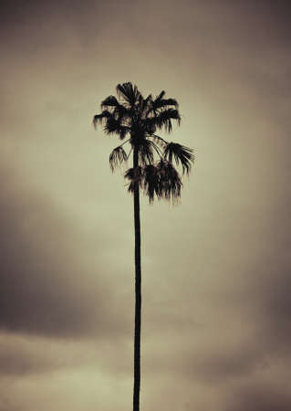 Palm tree ,retro style artistic toned , space for your textの写真素材