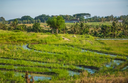 Beautifun Balinese landscape in summer timeの写真素材
